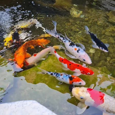 Apartment Corte Sant'andrea Bellagio